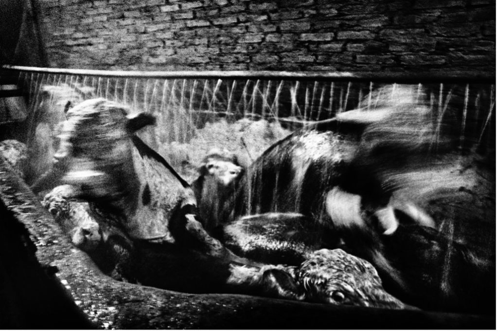 Fig.1. El matadero/The Slaughterhouse, 1999. Photo: Paula Luttringer. Courtesy of the artist.